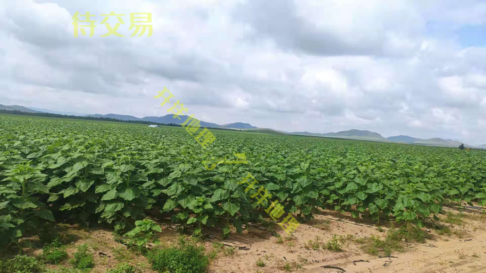 ​出租赤峰市克什克腾旗克旗附近1000亩旱田