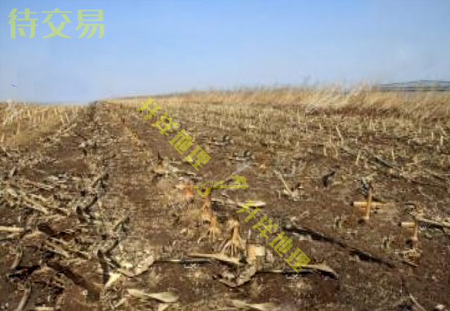 赤峰松山区 50亩 水浇地 转包