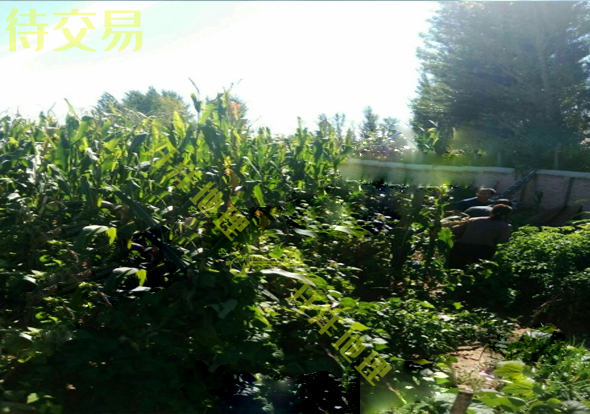 赤峰巴林左旗50亩水浇地出租