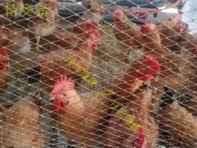 出售克什克腾旗新地鸡场19.5亩